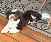Ajax, a male Havanese for sale in Portland, OR – 3 of 8