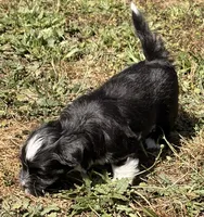 Aurura, a female Havanese for sale in Portland, OR – 3 of 6