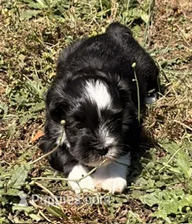 Aurura – Havanese puppy for sale in Portland, OR