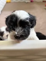 Ajax, a male Havanese for sale in Portland, OR – 4 of 8