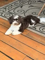 Aurura, a female Havanese for sale in Portland, OR – 5 of 6