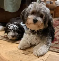 Ajax, a male Havanese for sale in Portland, OR – 8 of 8