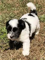 Astro, a male Havanese for sale in Portland, OR – 2 of 5