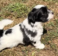 Astro, a male Havanese for sale in Portland, OR – 3 of 5