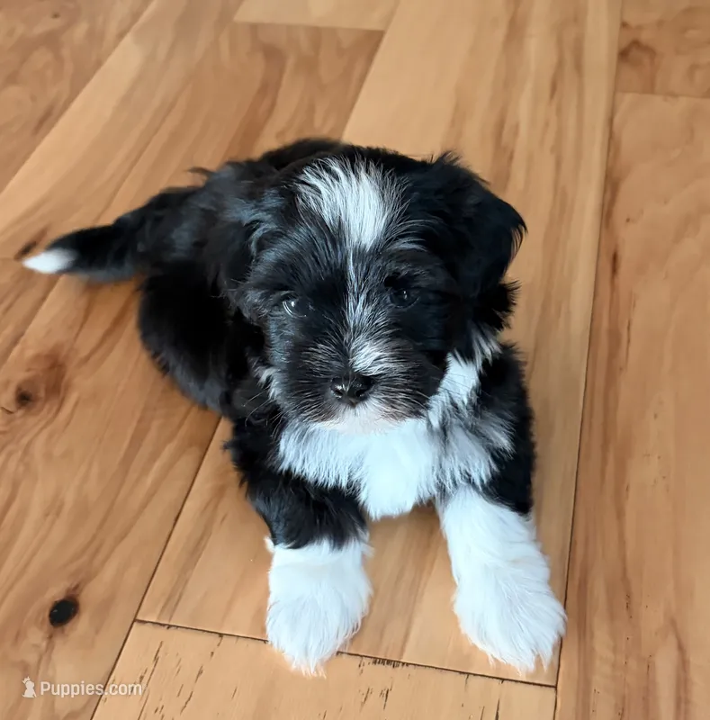 Aurura – Havanese puppy for sale in Portland, OR