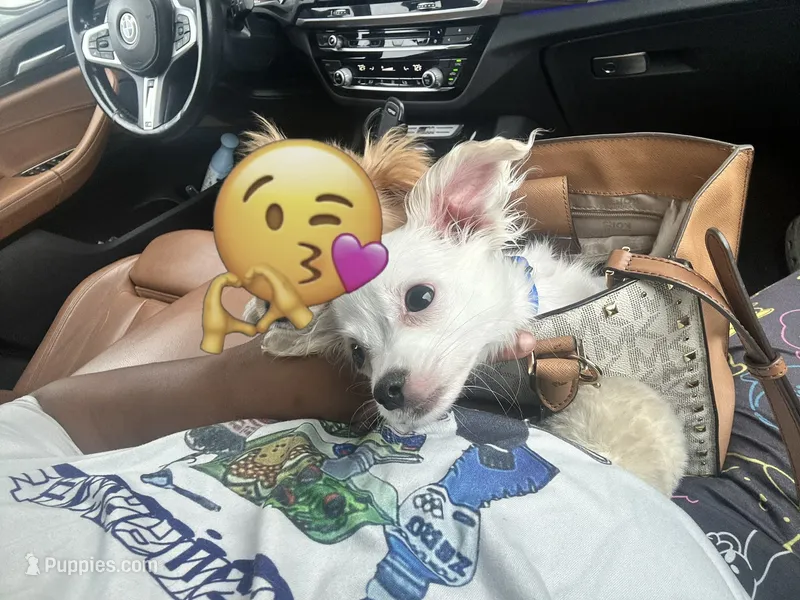 Tofu – Chiweenie puppy for sale in San Antonio, TX