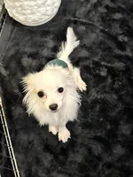 Tofu, a male Chihuahua and Papillon for sale in Converse, TX – 1 of 4