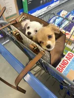 Kimi , a female Chiweenie for sale in San Antonio, TX – 3 of 4