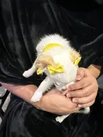Laci, a female Chihuahua and Papillon for sale in Converse, TX – 7 of 7