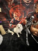 Tofu, a male Chihuahua and Papillon for sale in Converse, TX – 2 of 4