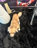 Kimchi, a female Chihuahua and Papillon for sale in Converse, TX – 3 of 4