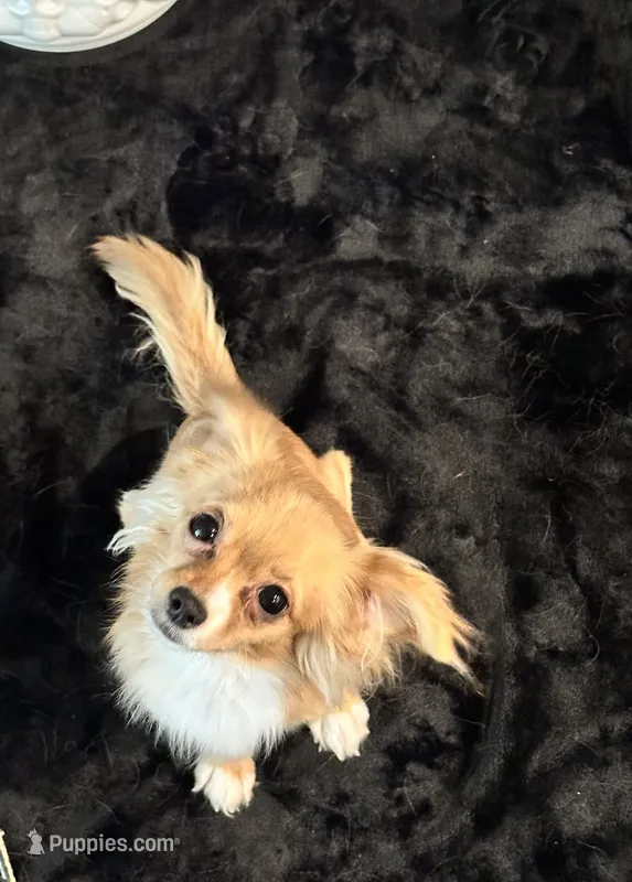 Kimchi – Chihuahua, Papillon puppy for sale in Converse, TX