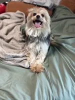Lola, a female Morkie for sale in San Antonio, TX – 5 of 6