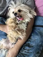 Lola, a female Morkie for sale in San Antonio, TX – 4 of 6