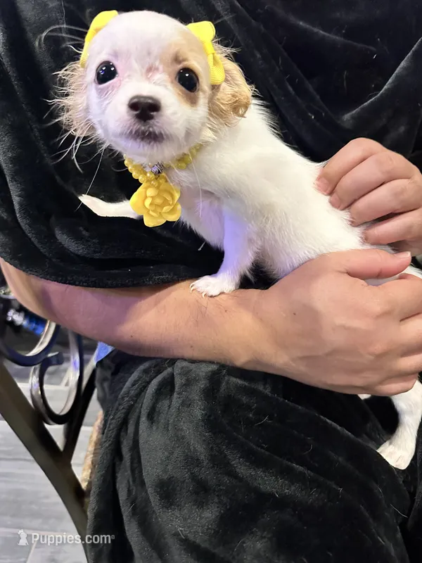 Laci – Chihuahua, Papillon puppy for sale in Converse, TX