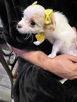 Laci, a female Chihuahua and Papillon for sale in Converse, TX – 4 of 7