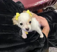 Laci, a female Chihuahua and Papillon for sale in Converse, TX – 3 of 7