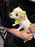Laci, a female Chihuahua and Papillon for sale in Converse, TX – 2 of 7