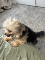 Lola, a female Morkie for sale in San Antonio, TX – 6 of 6