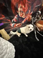 Tofu, a male Chihuahua and Papillon for sale in Converse, TX – 3 of 4