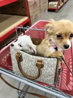 Kimi , a female Chiweenie for sale in San Antonio, TX – 4 of 4