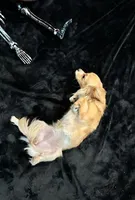 Kimchi, a female Chihuahua and Papillon for sale in Converse, TX – 4 of 4