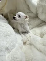 Tofu, a male Chiweenie for sale in San Antonio, TX – 4 of 4