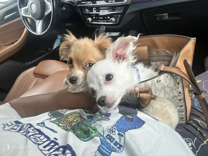 Tofu – Chiweenie puppy for sale in San Antonio, TX