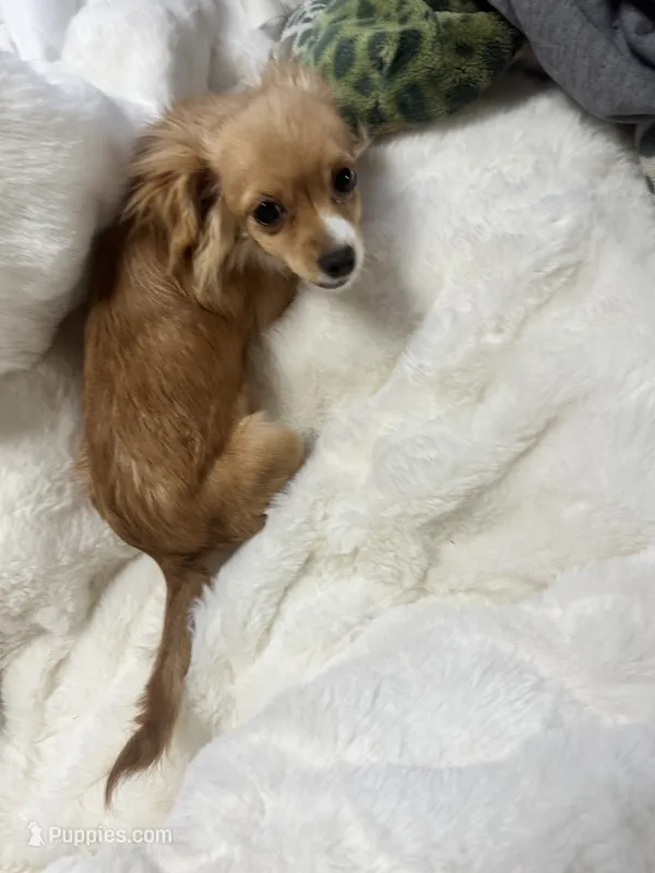 Kimi  – Chiweenie puppy for sale in San Antonio, TX