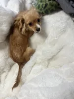 Kimi , a female Chiweenie for sale in San Antonio, TX – 1 of 4