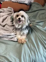 Lola, a female Morkie for sale in San Antonio, TX – 3 of 6