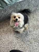 Lola, a female Morkie for sale in San Antonio, TX – 2 of 6