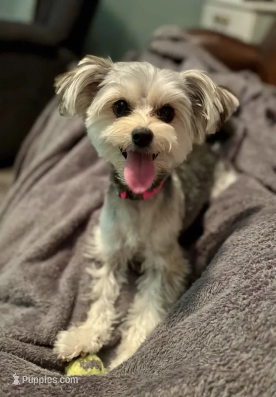 Lola – Morkie puppy for sale in San Antonio, TX
