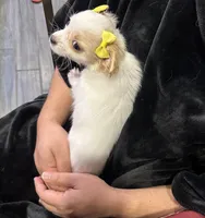 Laci, a female Chihuahua and Papillon for sale in Converse, TX – 5 of 7