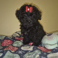 Dorita, a female Yorkipoo and Poodle - Toy  for sale in Fort Myers Beach, FL – Photo 1 of 8