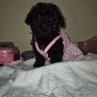 Dorita, a female Yorkipoo and Poodle - Toy  for sale in Fort Myers Beach, FL – Photo 4 of 8