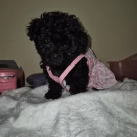 Dorita, a female Yorkipoo and Poodle - Toy  for sale in Fort Myers Beach, FL – Photo 3 of 8