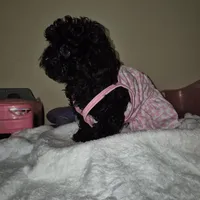 Dorita, a female Yorkipoo and Poodle - Toy  for sale in Fort Myers Beach, FL – Photo 5 of 8