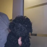 Dorita, a female Yorkipoo and Poodle - Toy  for sale in Fort Myers Beach, FL – Photo 2 of 8