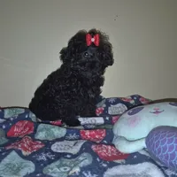 Dorita, a female Yorkipoo and Poodle - Toy  for sale in Fort Myers Beach, FL – Photo 7 of 8