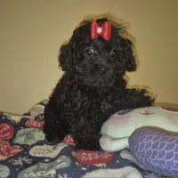 Dorita, a female Yorkipoo and Poodle - Toy  for sale in Fort Myers Beach, FL – Photo 8 of 8
