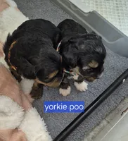 Princess, a female Yorkipoo and Poodle - Toy  for sale in Fort Myers Beach, FL – Photo 3 of 9