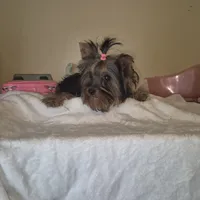 Pink, a female Yorkshire Terrier for sale in Fort Myers Beach, FL – Photo 2 of 4