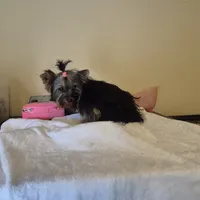 Pink, a female Yorkshire Terrier for sale in Fort Myers Beach, FL – Photo 4 of 4