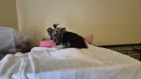 Pink, a female Yorkshire Terrier for sale in Fort Myers Beach, FL – Photo 4 of 4