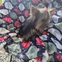Pink, a female Yorkshire Terrier for sale in Fort Myers Beach, FL – Photo 1 of 4