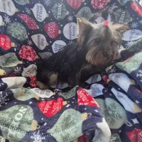 Pink, a female Yorkshire Terrier for sale in Fort Myers Beach, FL – Photo 3 of 4