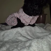 Princess, a female Yorkipoo and Poodle - Toy  for sale in Fort Myers Beach, FL – Photo 2 of 10