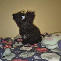Princess, a female Yorkipoo and Poodle - Toy  for sale in Fort Myers Beach, FL – Photo 9 of 10