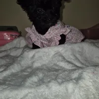 Princess, a female Yorkipoo and Poodle - Toy  for sale in Fort Myers Beach, FL – Photo 6 of 10